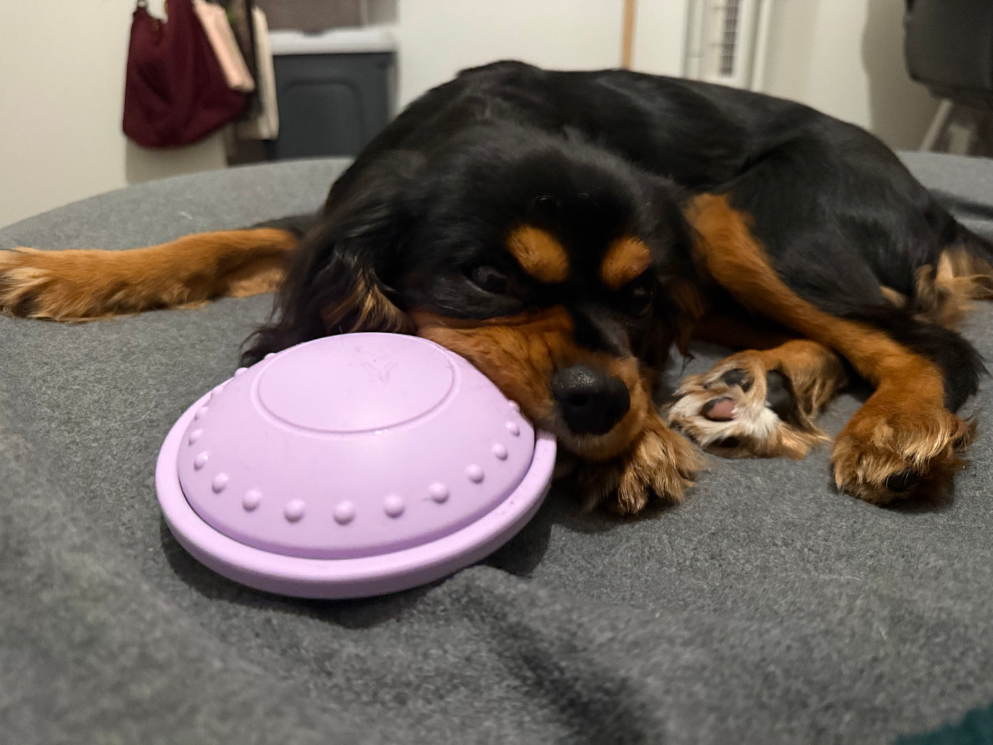 Starter Enrichment Bundle