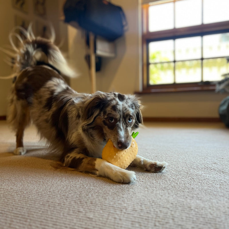 Dog that won't settle