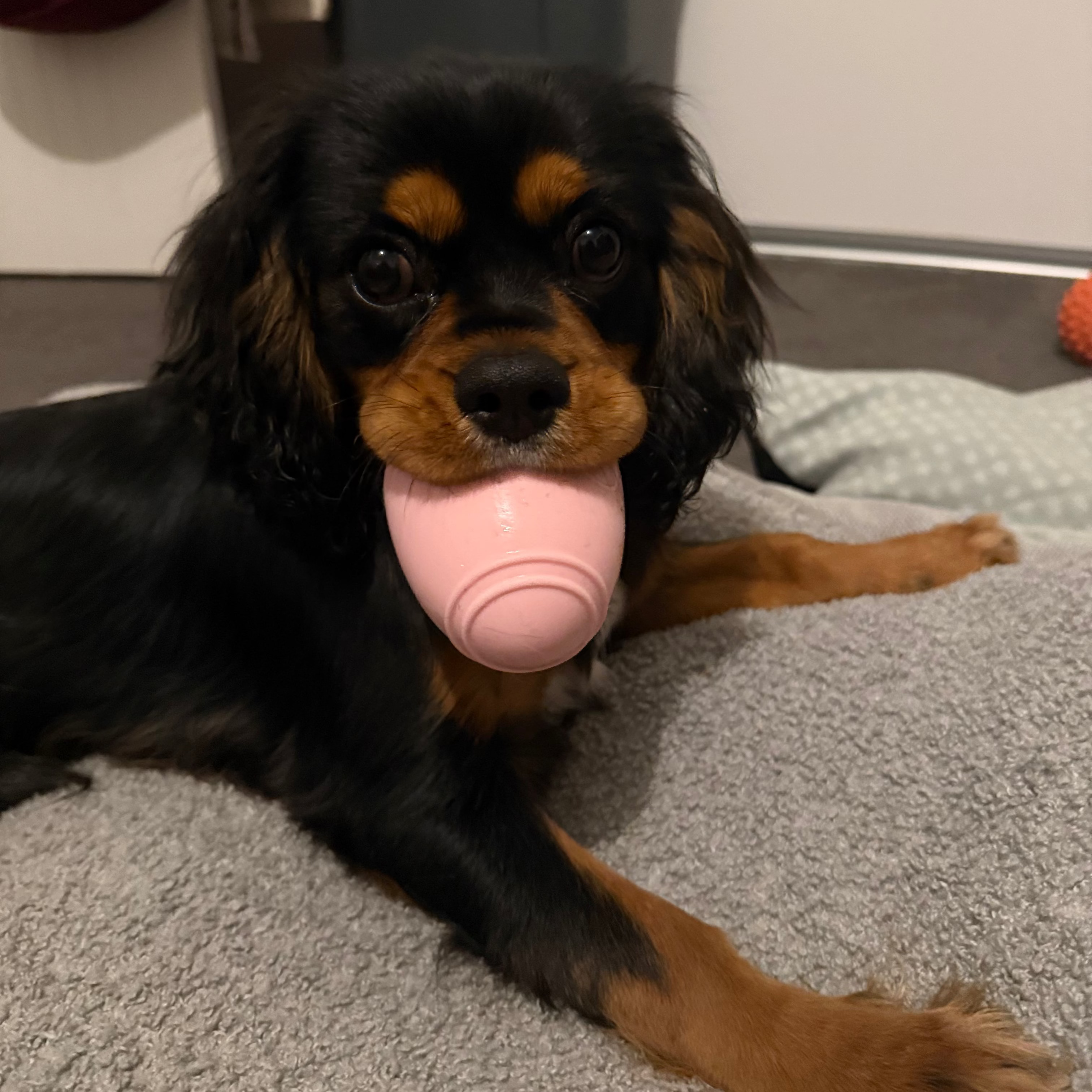 Dog enjoying enrichment