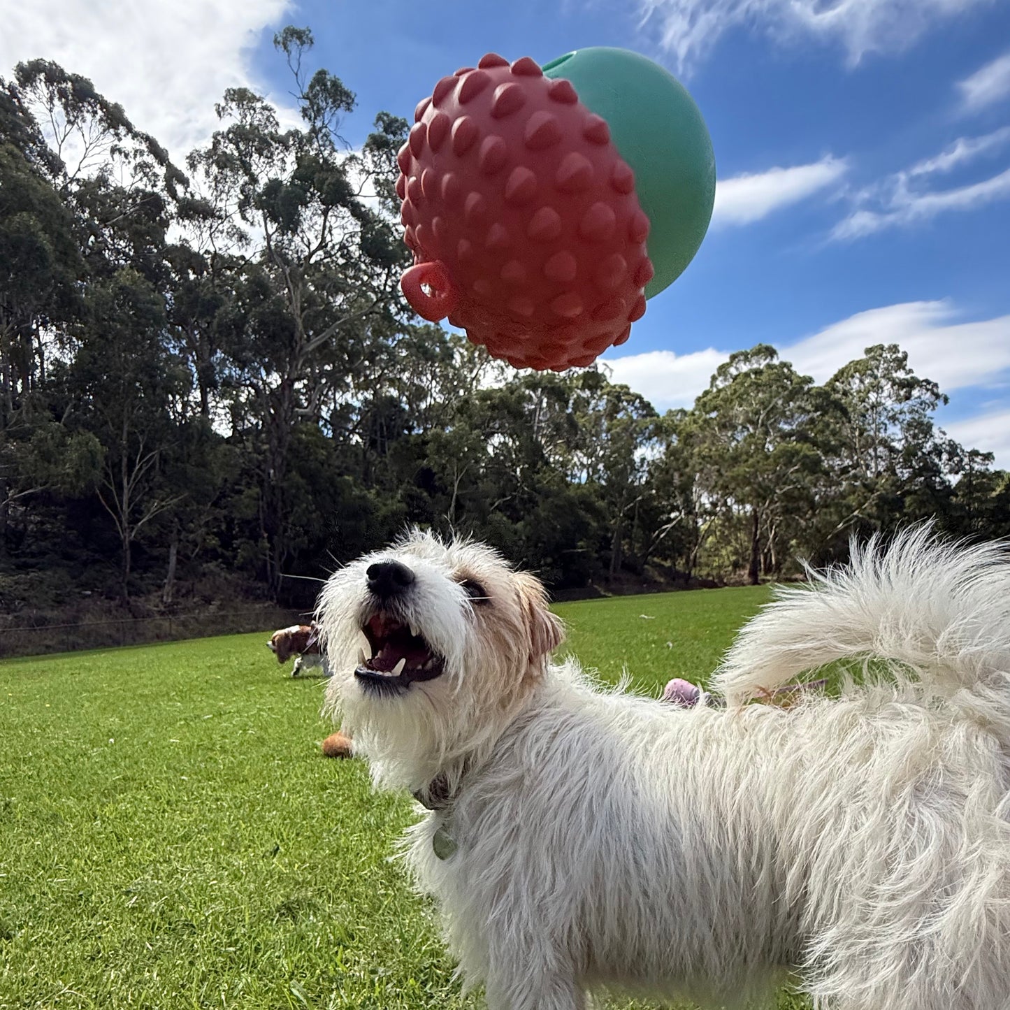 Starter Enrichment Bundle