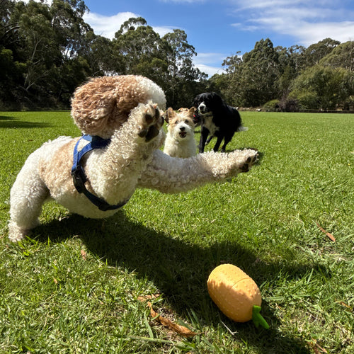 Dog with feeder