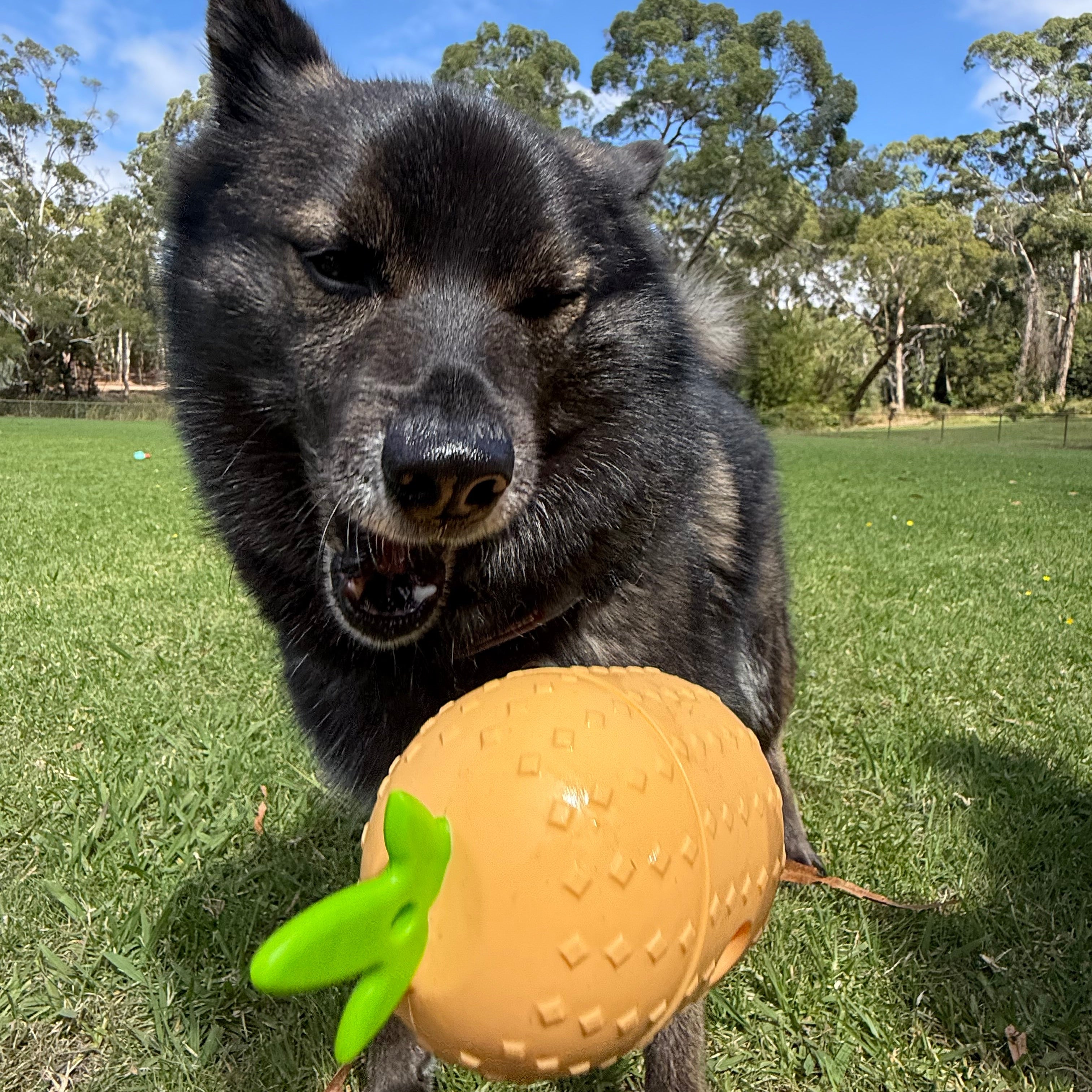 Dogs at daycare with feeders