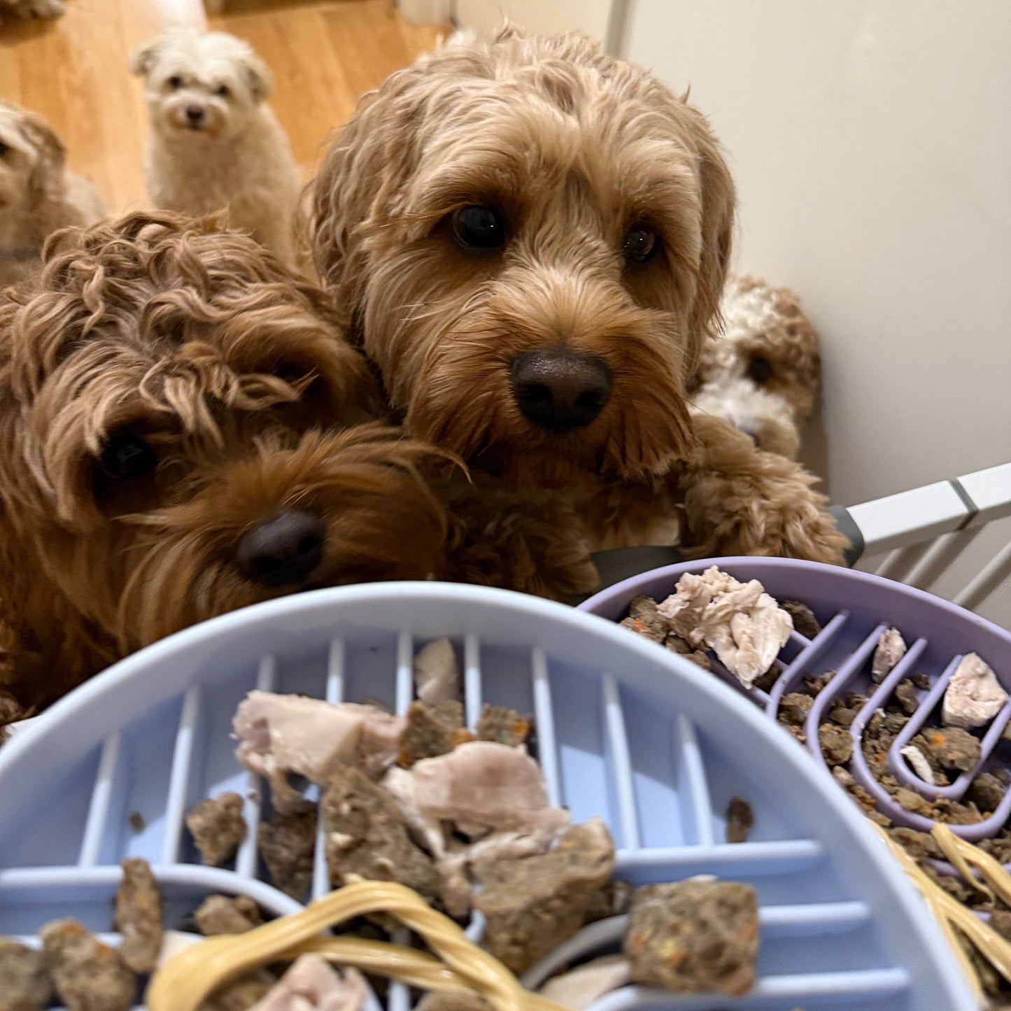 Starter Enrichment Bundle